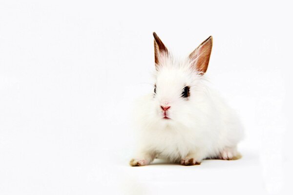 Conejo blanco con orejas Rosadas sobre fondo blanco