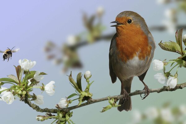 Oiseau assis sur une branche d arbre en fleurs