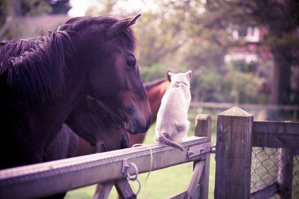 Cheval et chat. Amitié animale