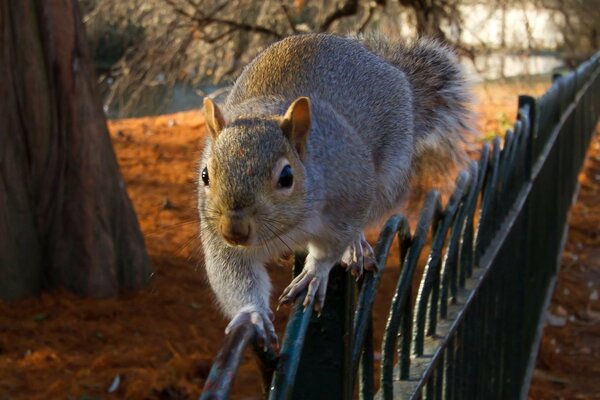 Ardilla escalando la valla del parque de otoño