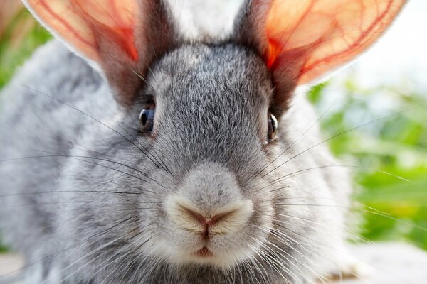 Grey rabbit with big ears and moustache