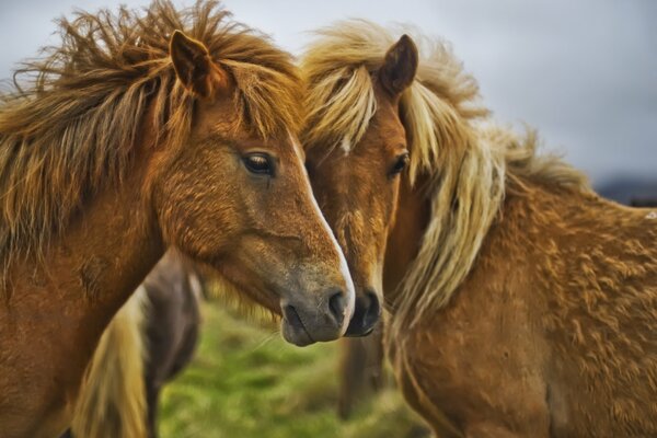 Horses with a shaggy mane