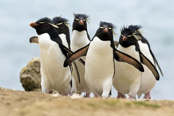 An impending flock of crested penguins
