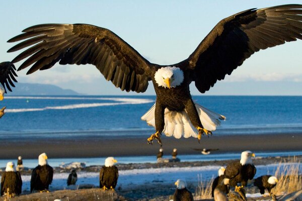 The wide wingspan helps eagles hunt