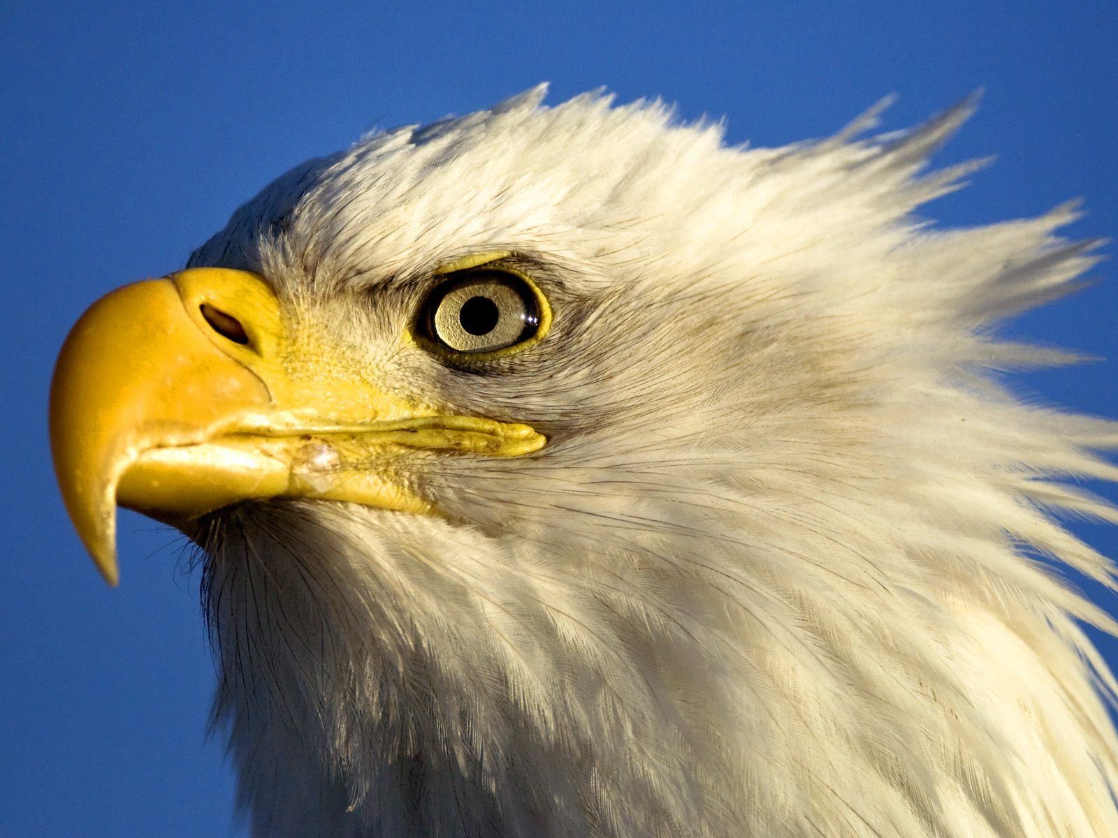 aigle oiseau ciel yeux