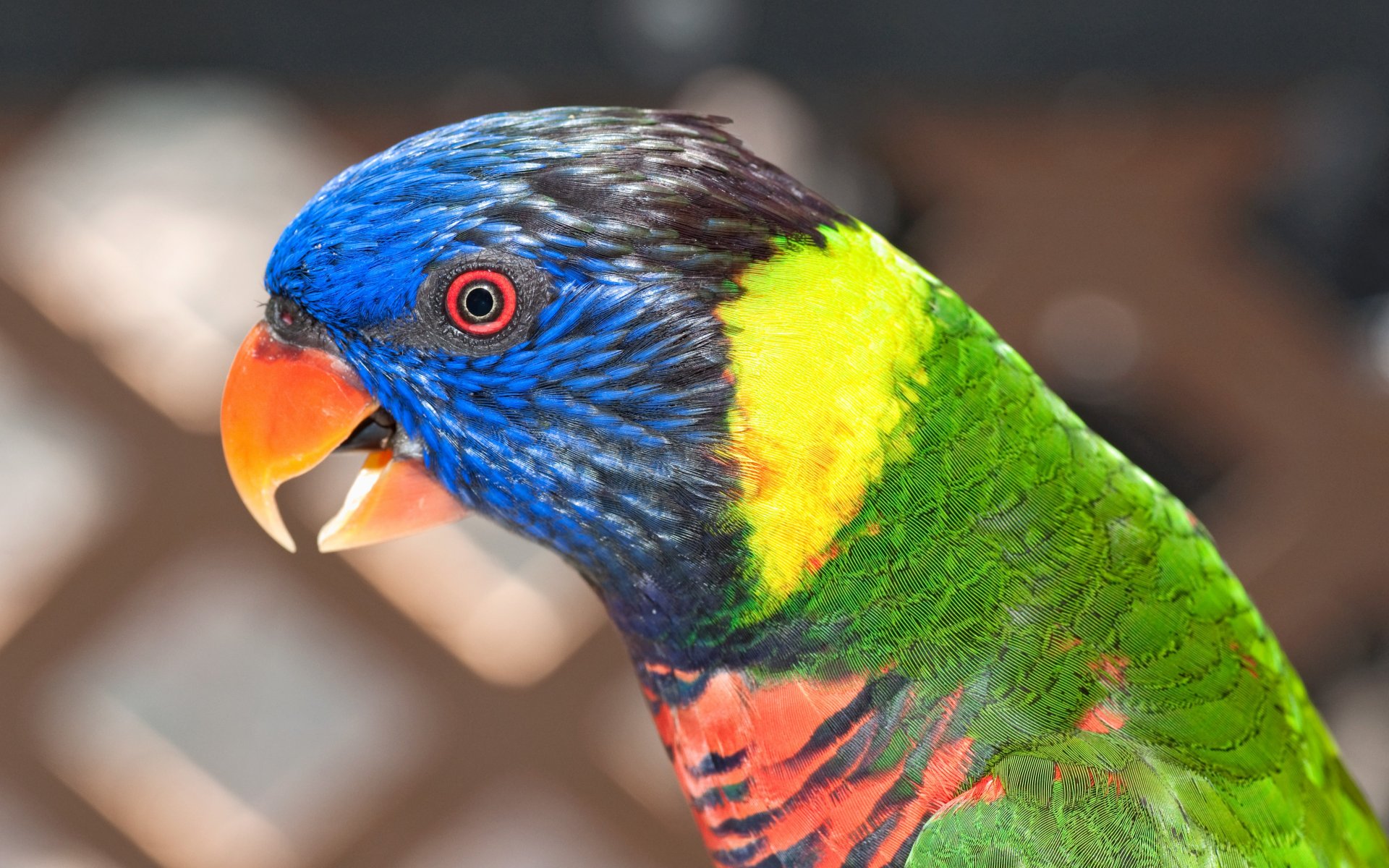 perroquet couleur oiseau