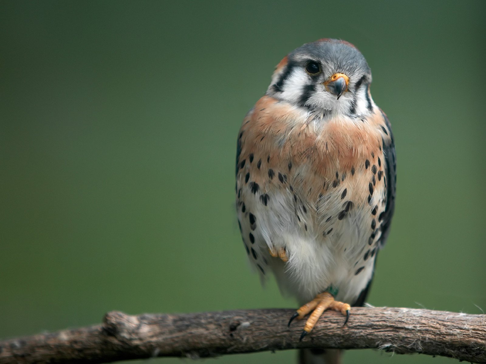 vogel zweig schaut zu