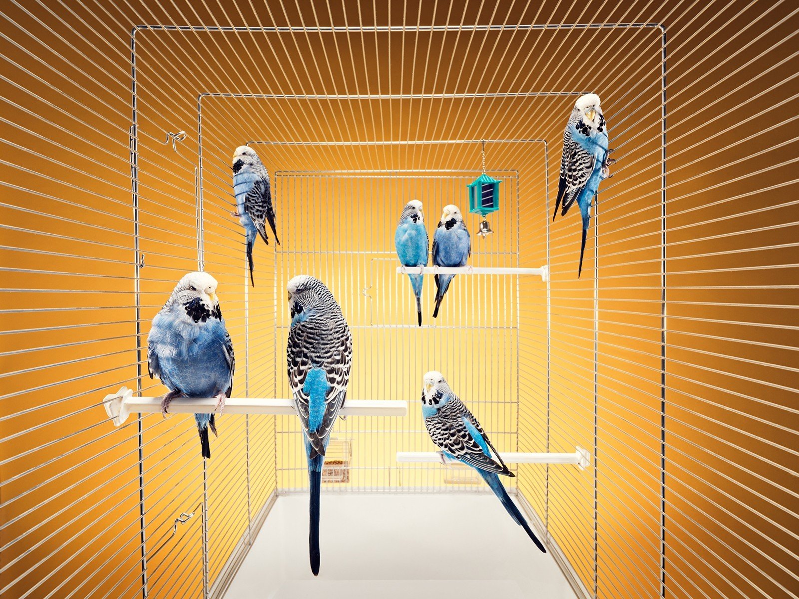 birds budgerigars cell