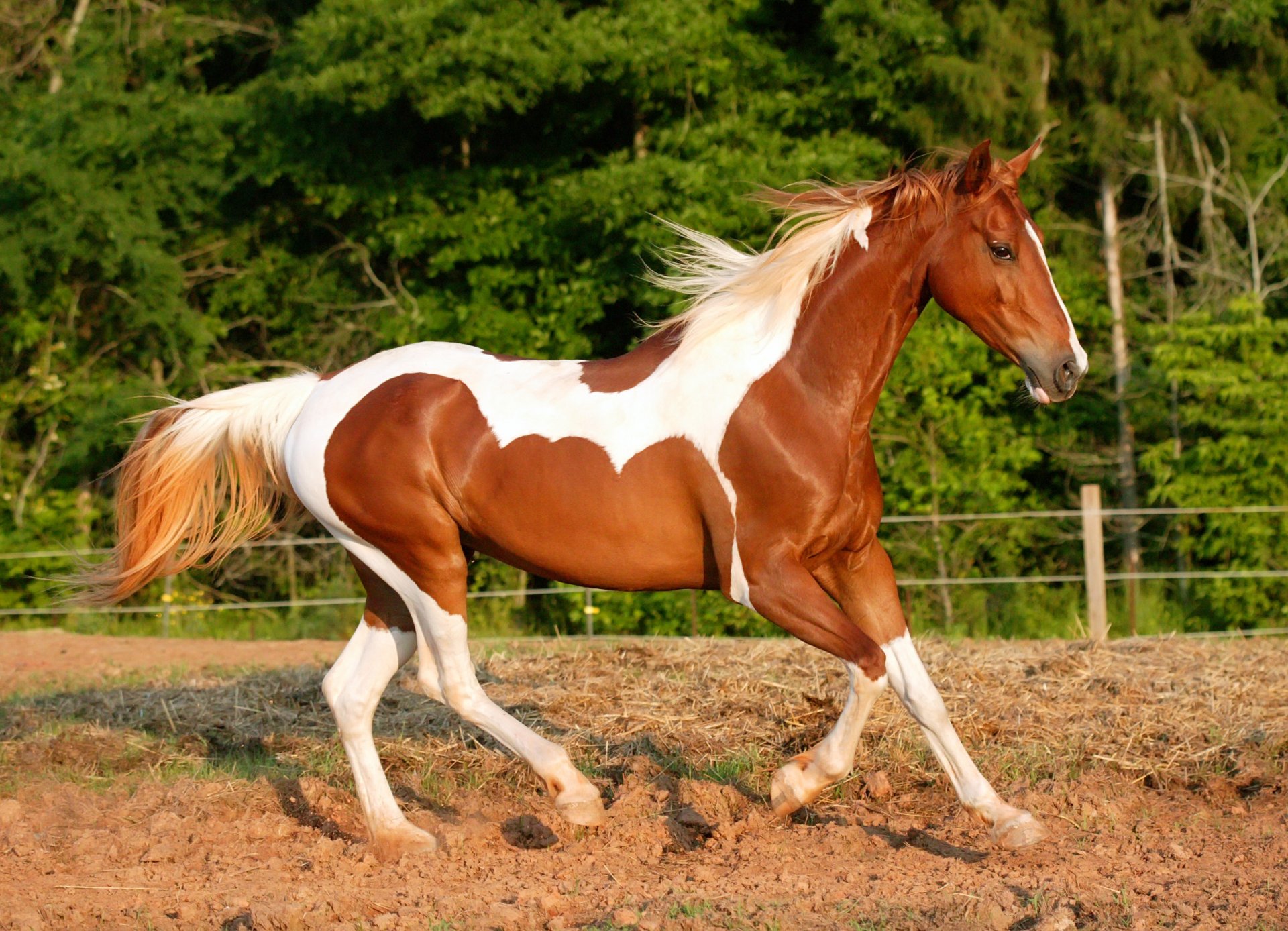 caballo tierra correr