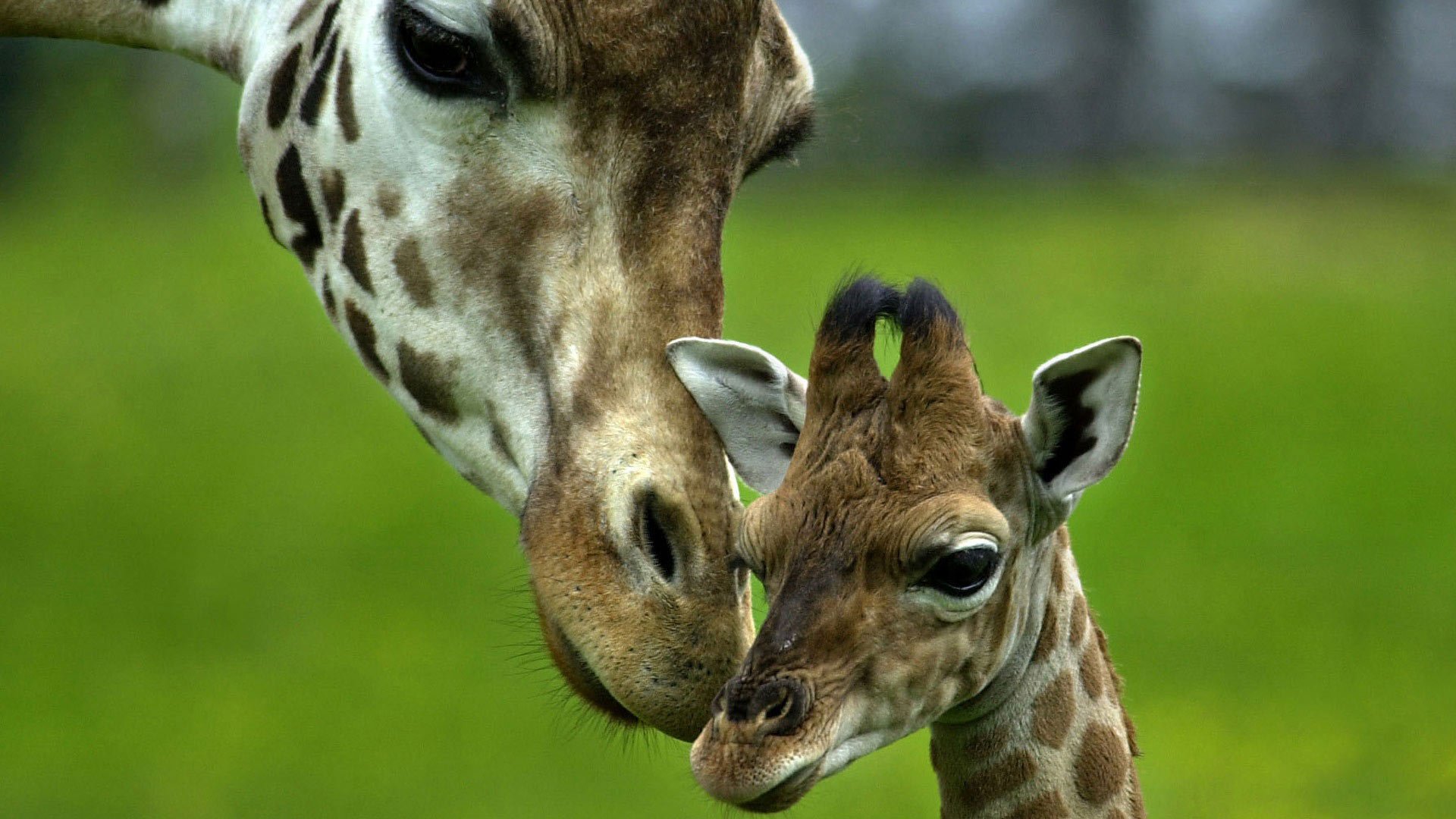 giraffe mother babe care love tender