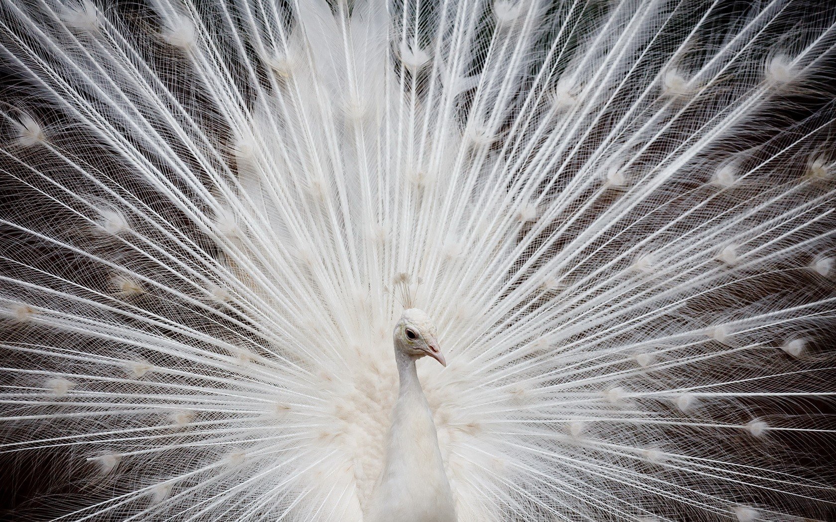 weiß pfau federn