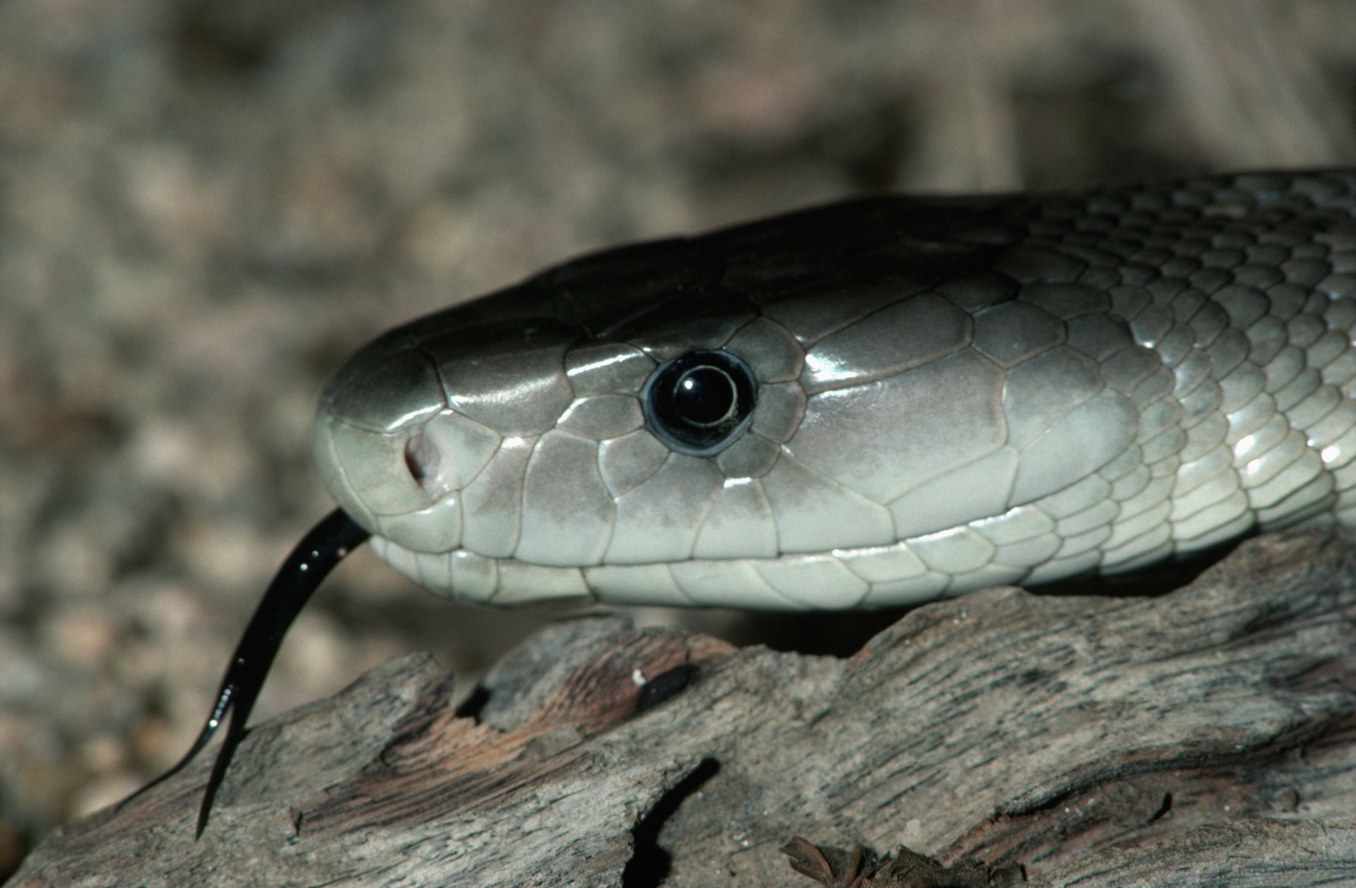 serpent gris langue noire yeux pierres