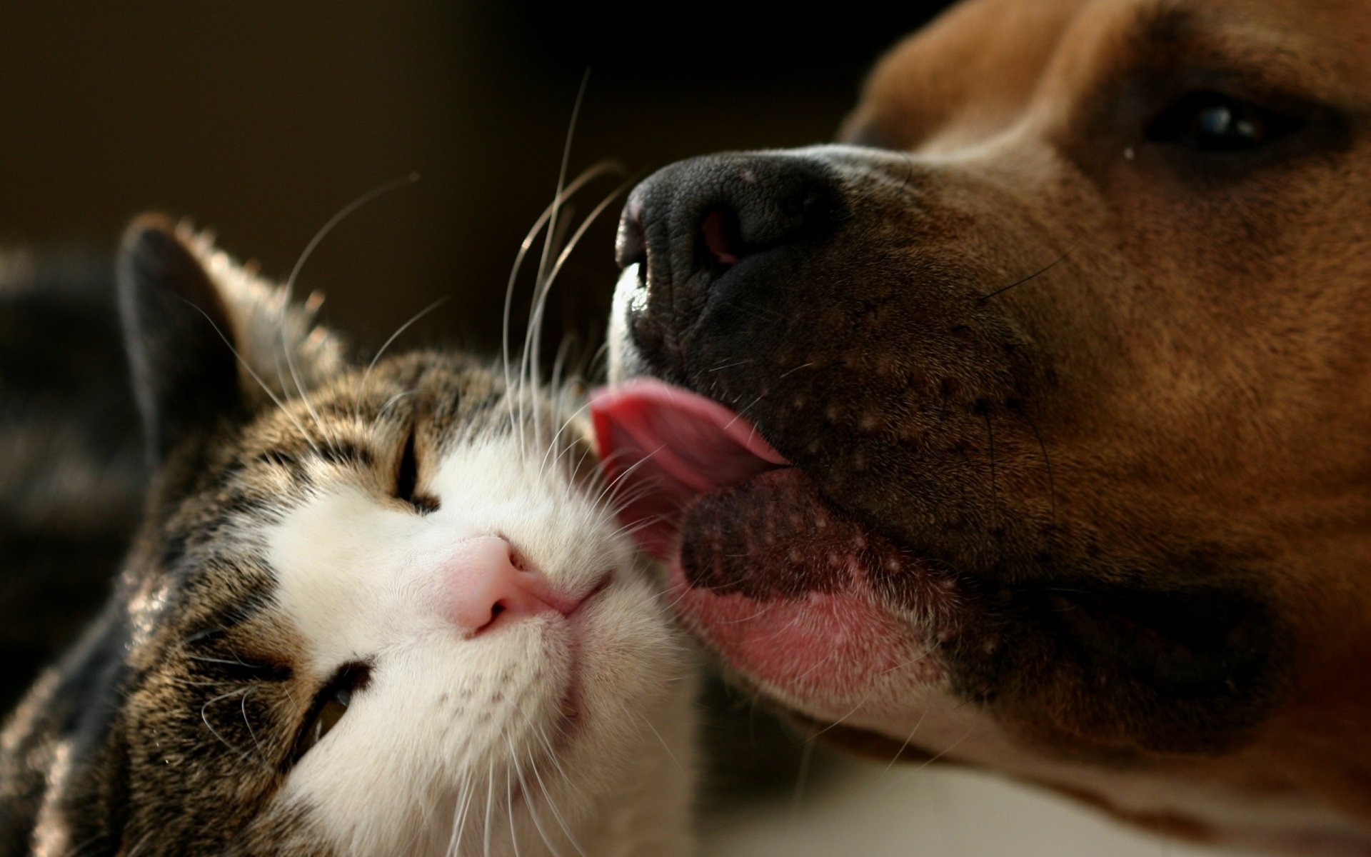 cat dog friends washing