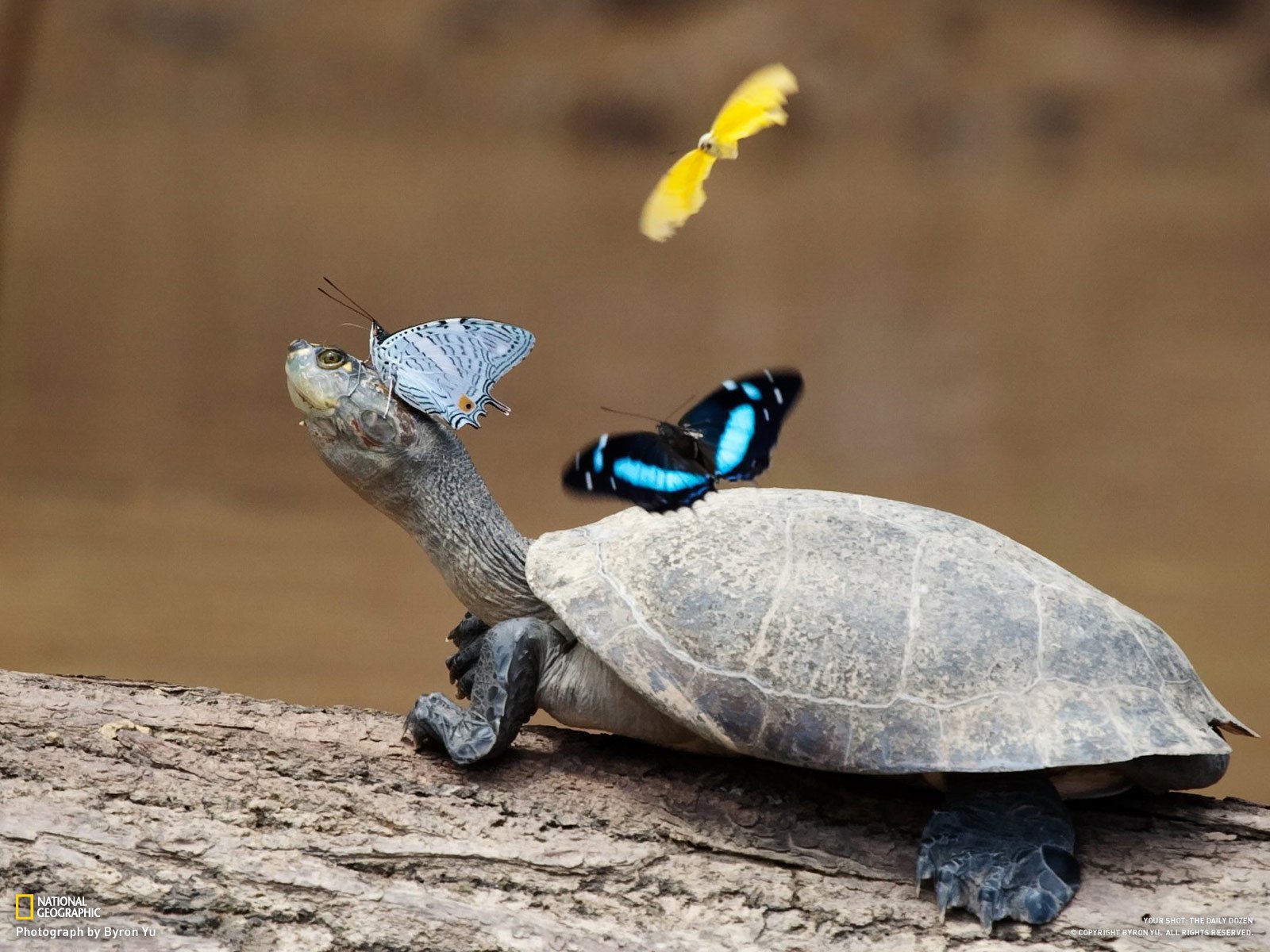 tortue papillons pattes cou