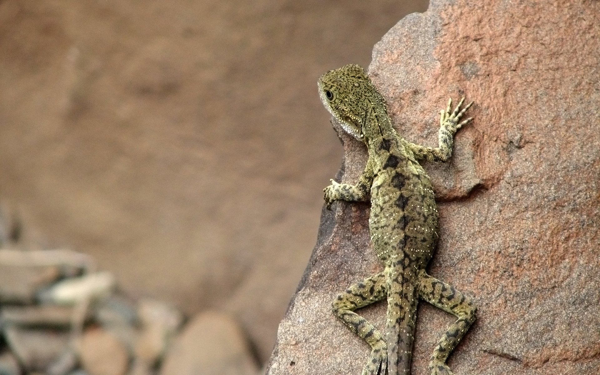 lézard australie pierres