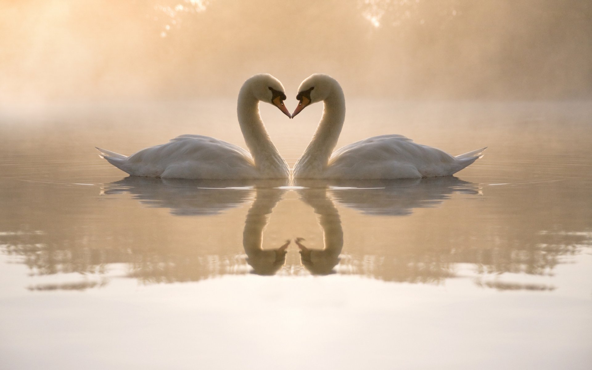 cigni stagno acqua sera nebbia riflessi cuore coppia amore