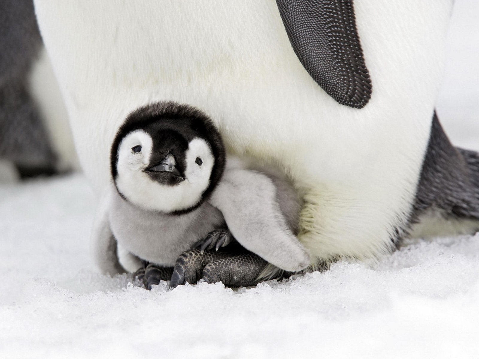 pinguin baby vögel