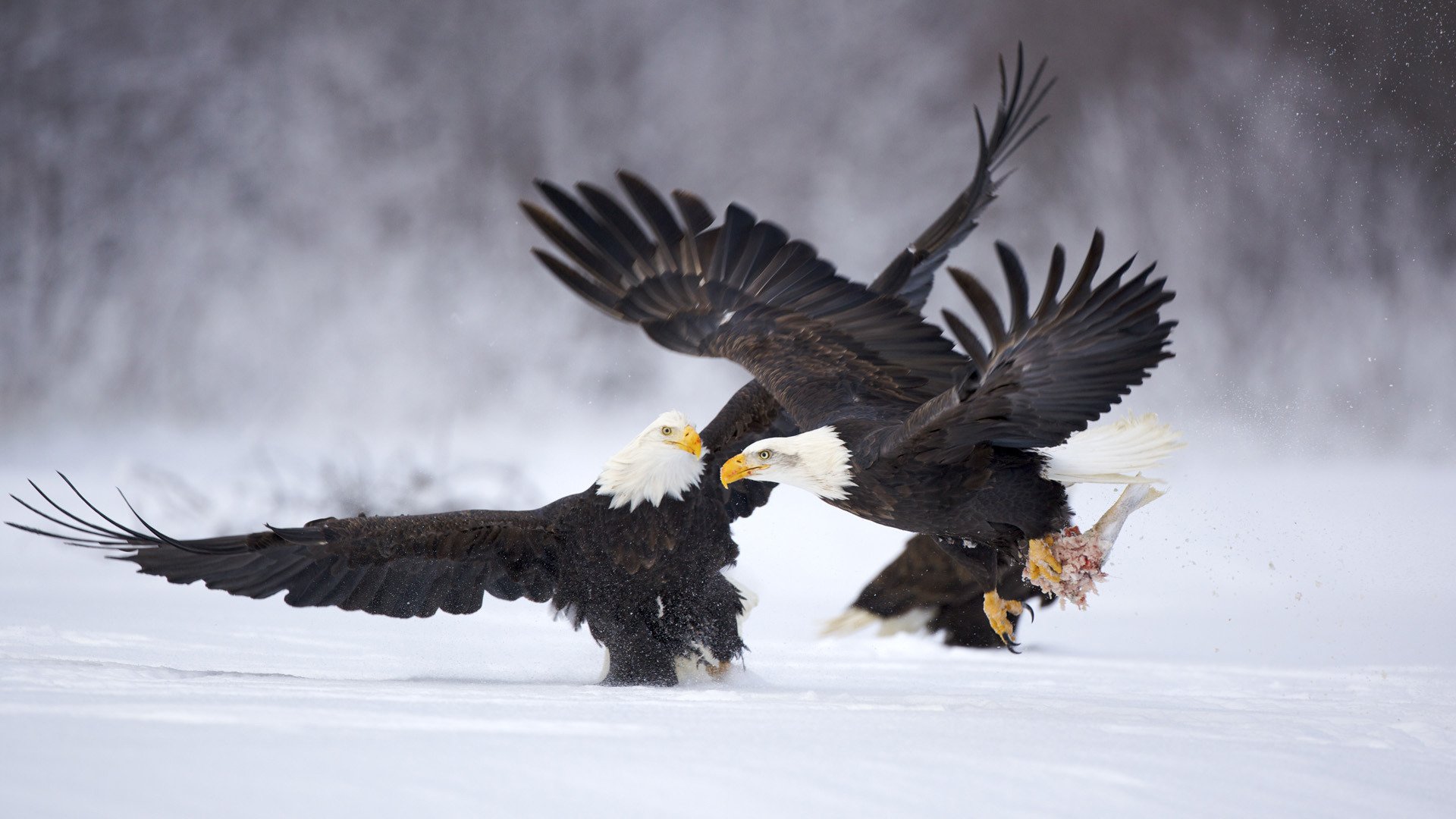 aigle oiseaux animaux