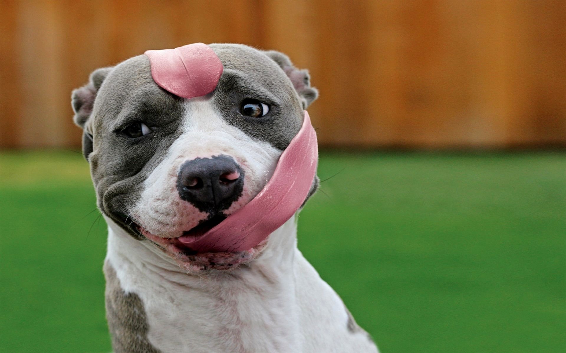 chien bouledogue langue humour