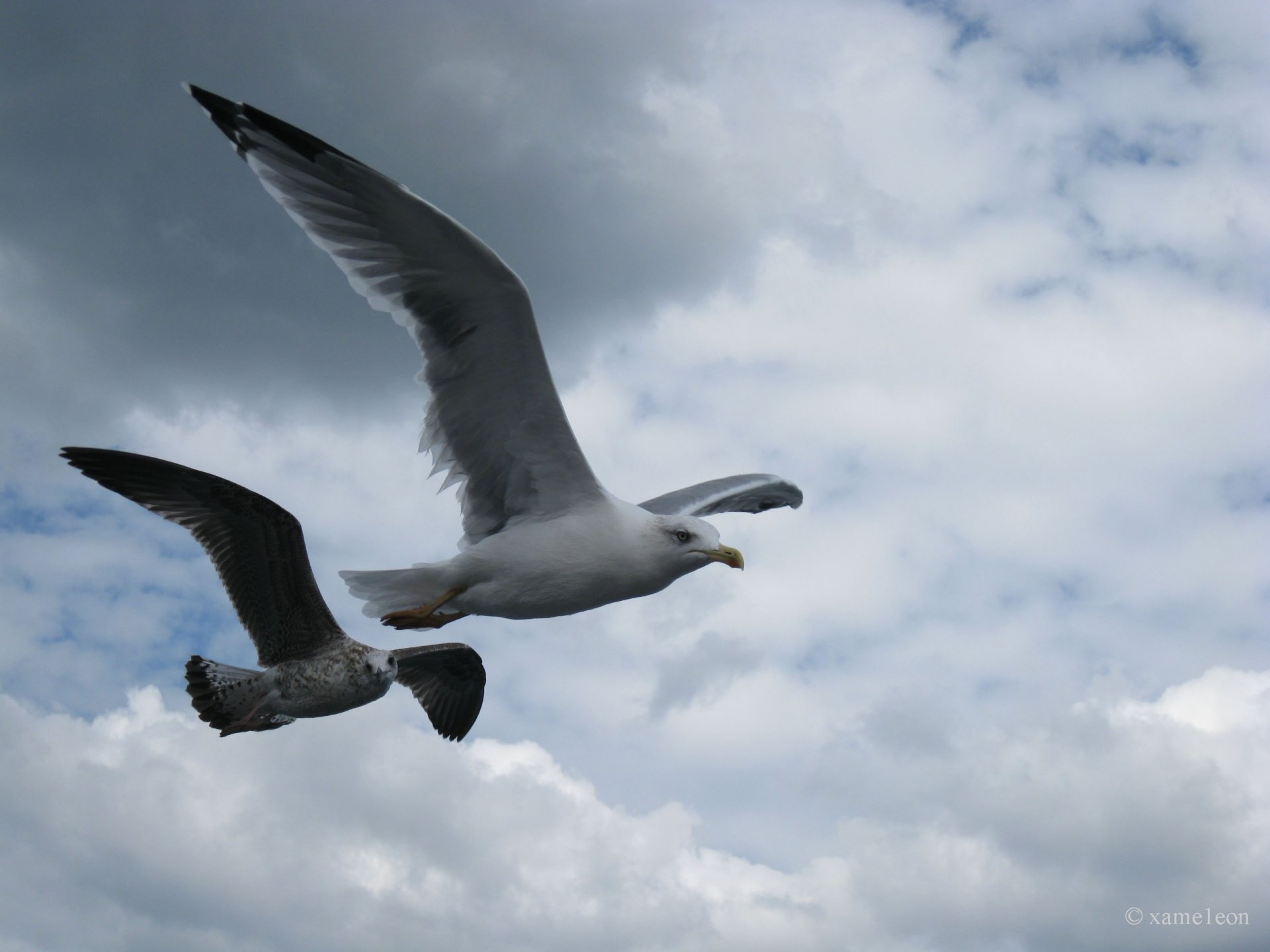 ciel mouette vol