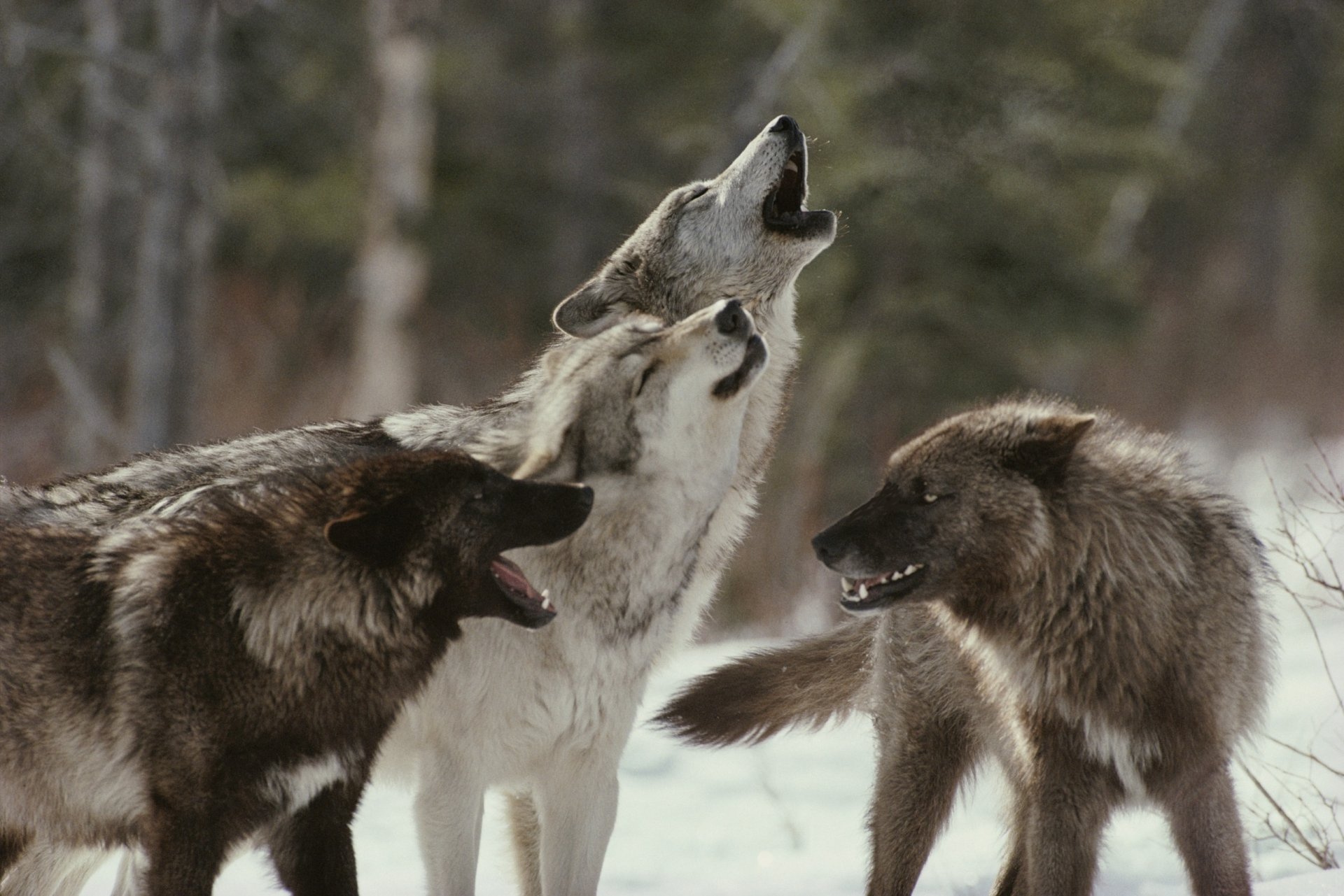 article wolves howling