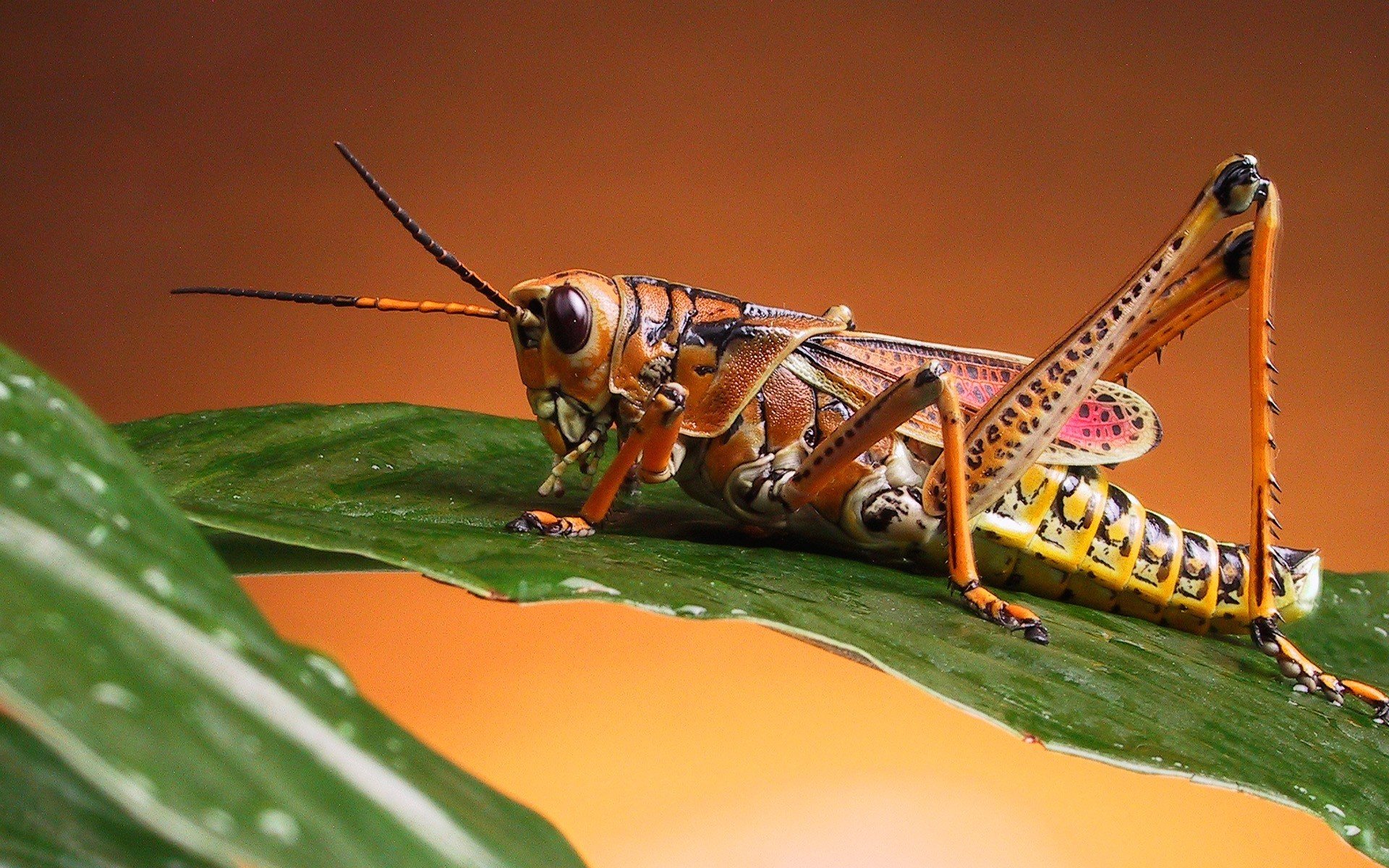 saltamontes hoja rocío