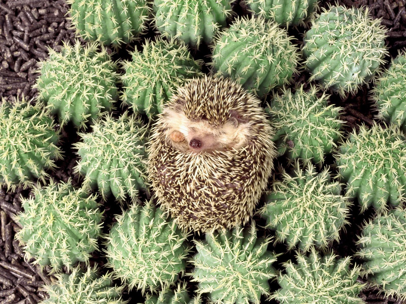 hedgehog cactus thorn