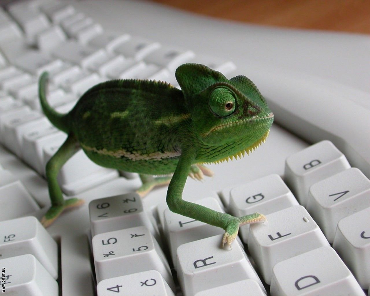 chameleon keyboard