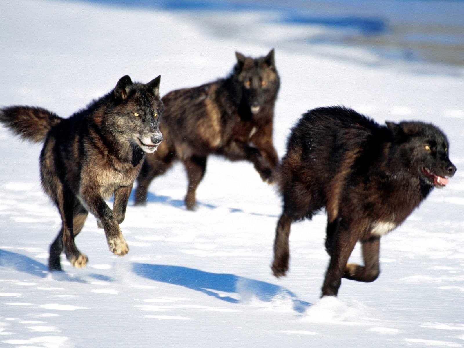 manada lobos negro