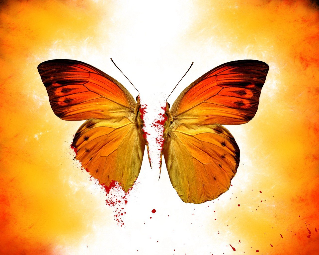 schmetterling blut gelb