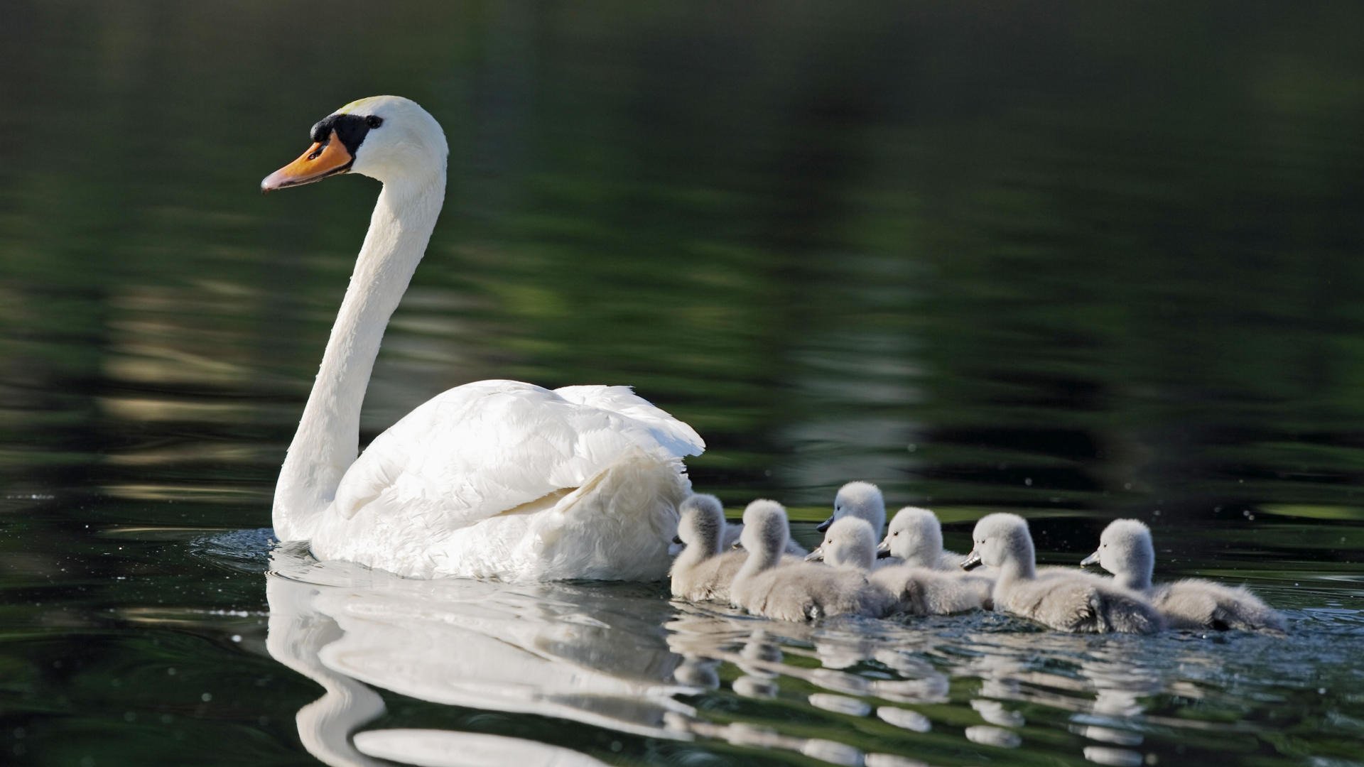 pond swans mother seven kid