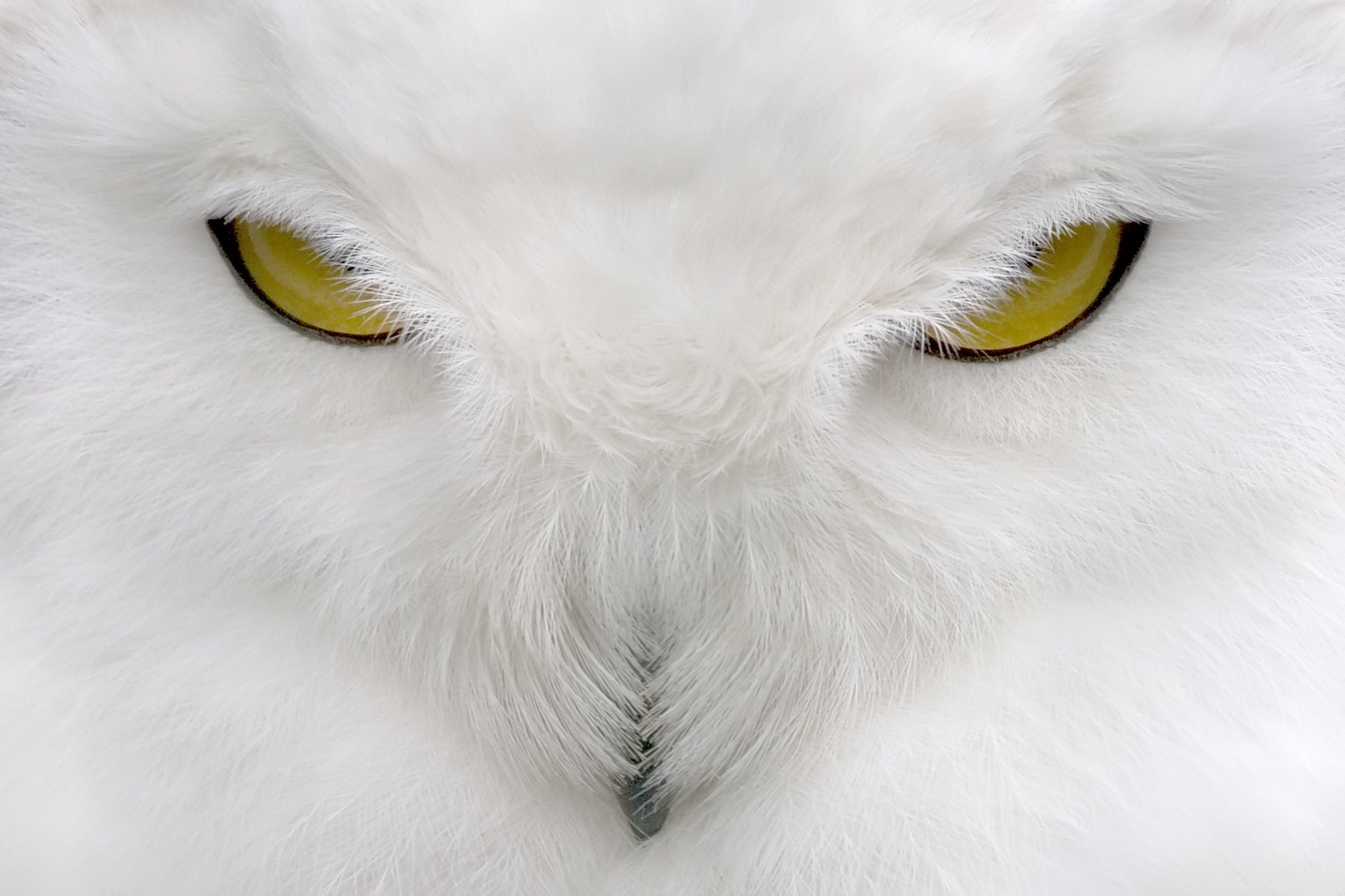 hibou vue blanc