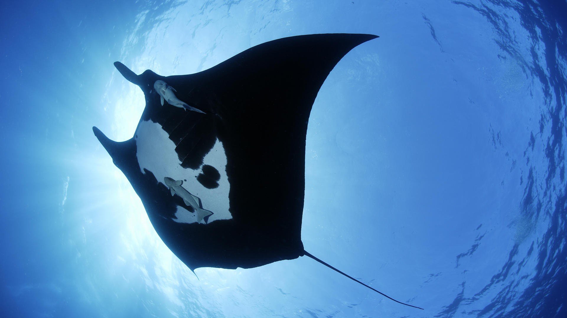 sott acqua mondo giganti