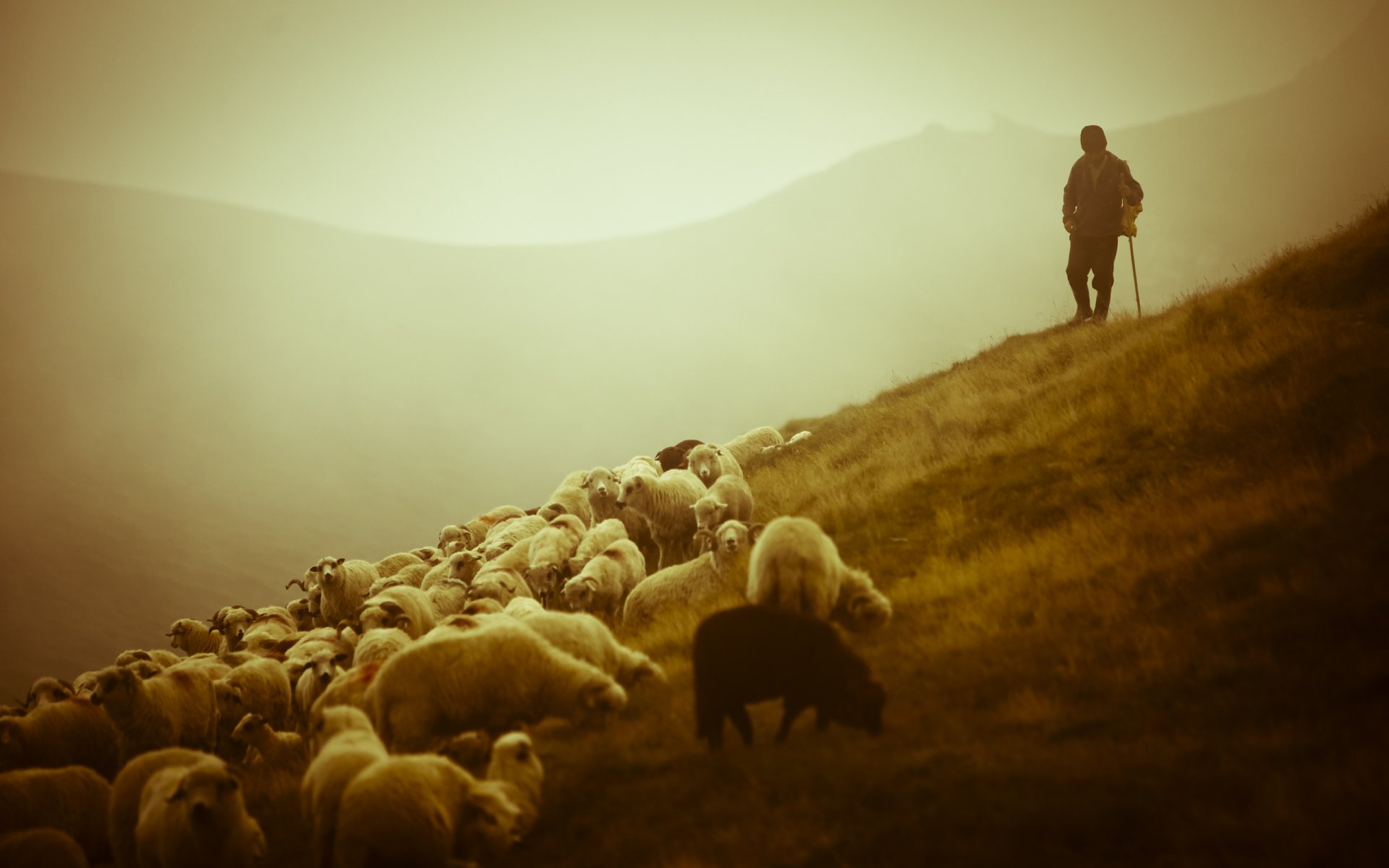 landschaften tiere schafe schäferhund schafe hirte hirte berge schönheit