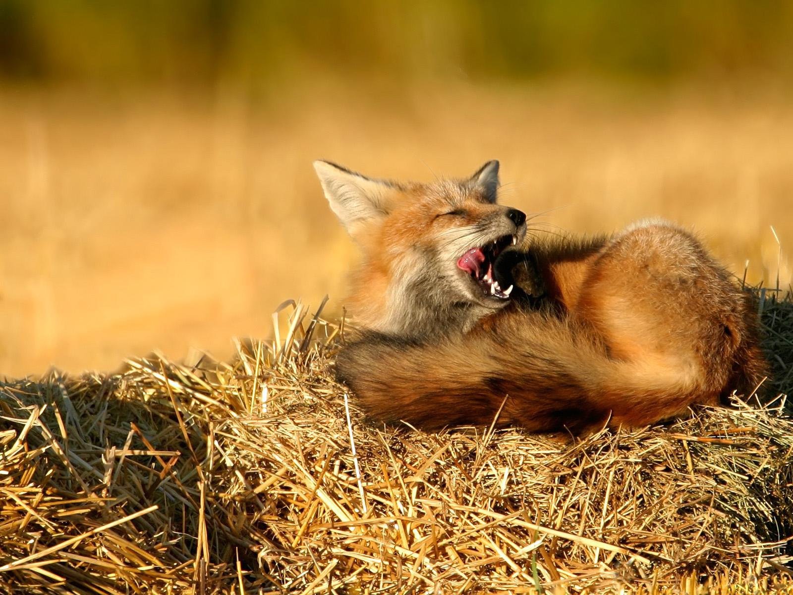 fox hay straw nature sports sleeping