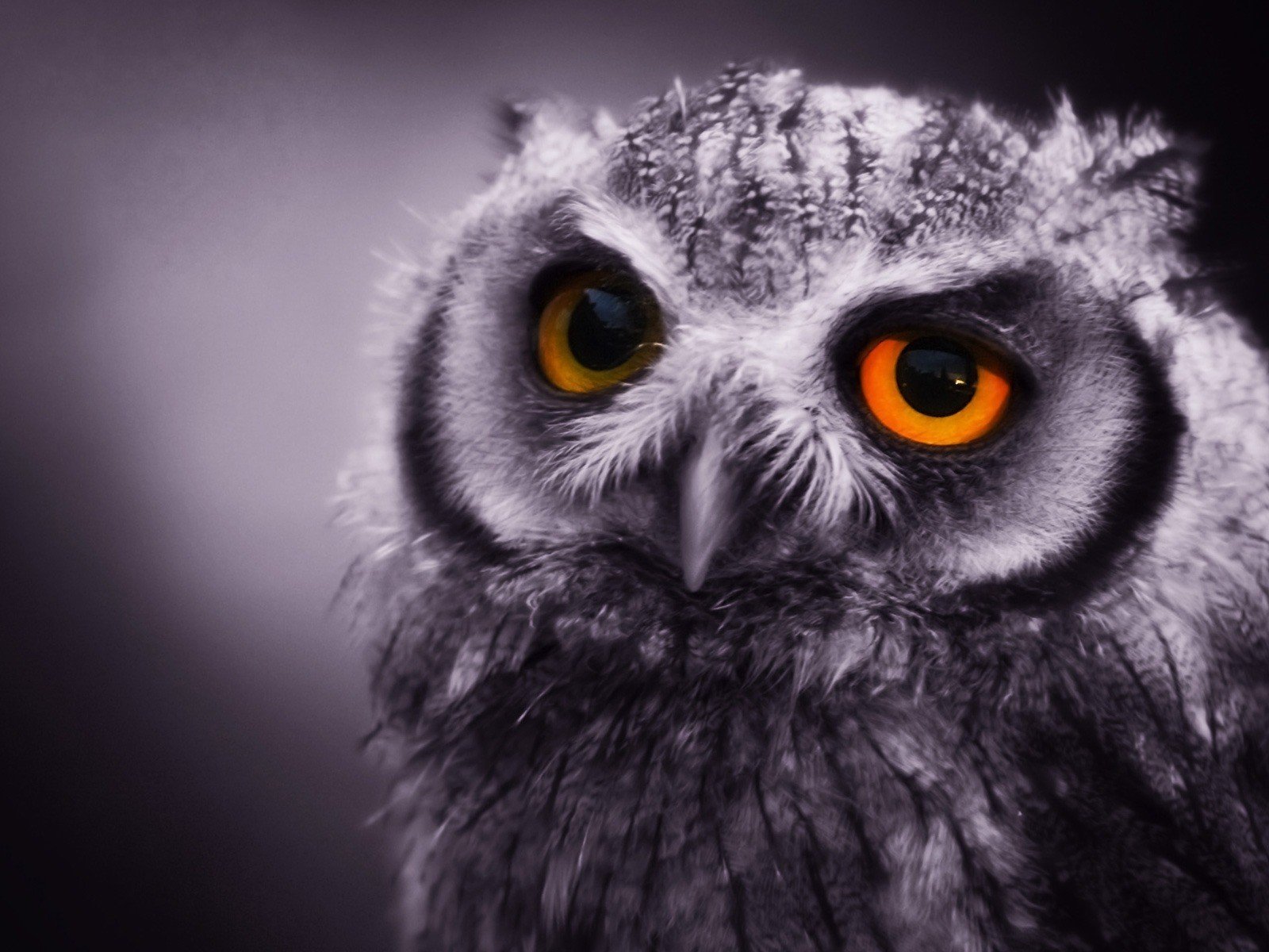 hibou oiseau animaux