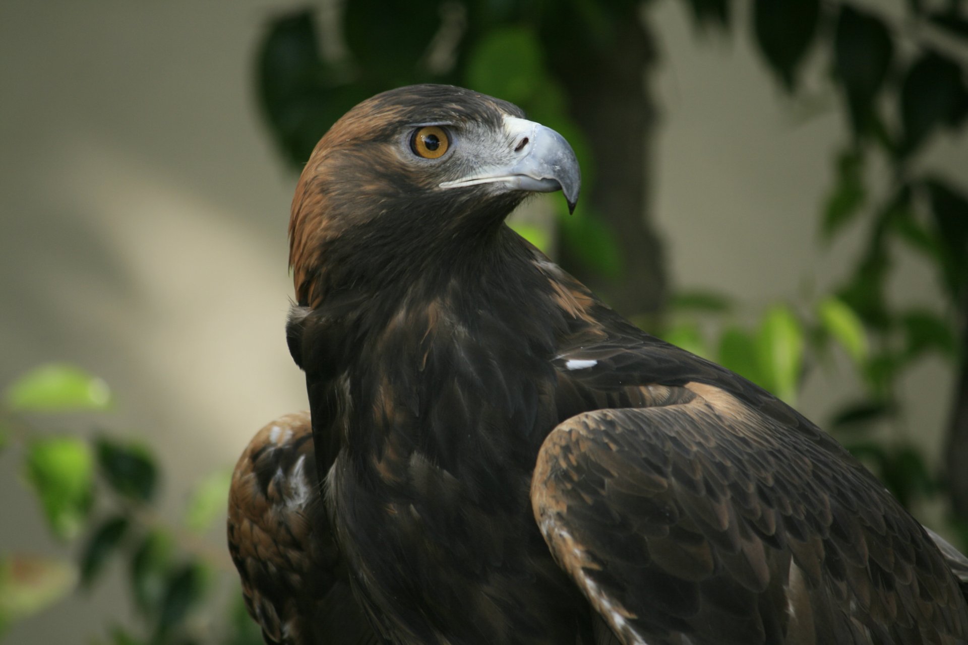 eagle view beak