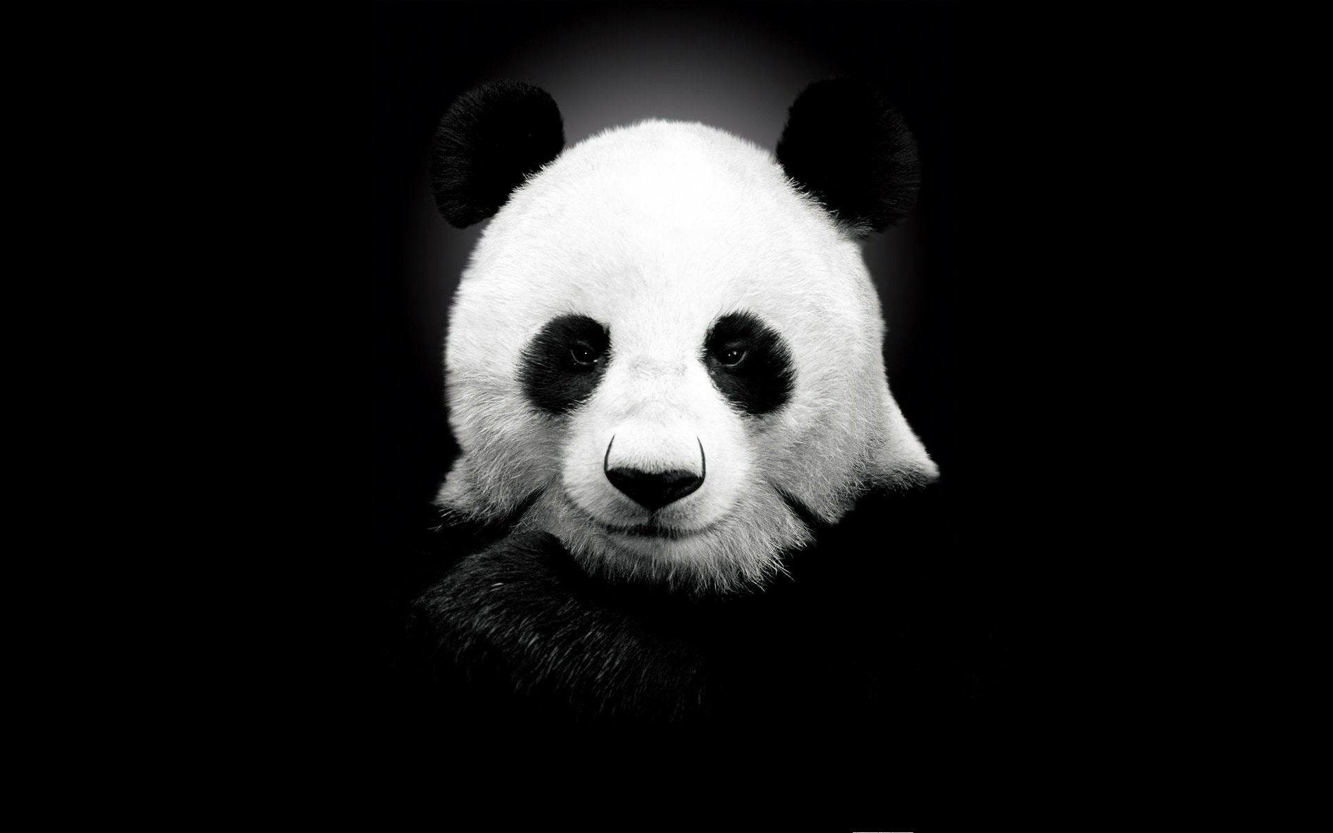 panda color negro oso