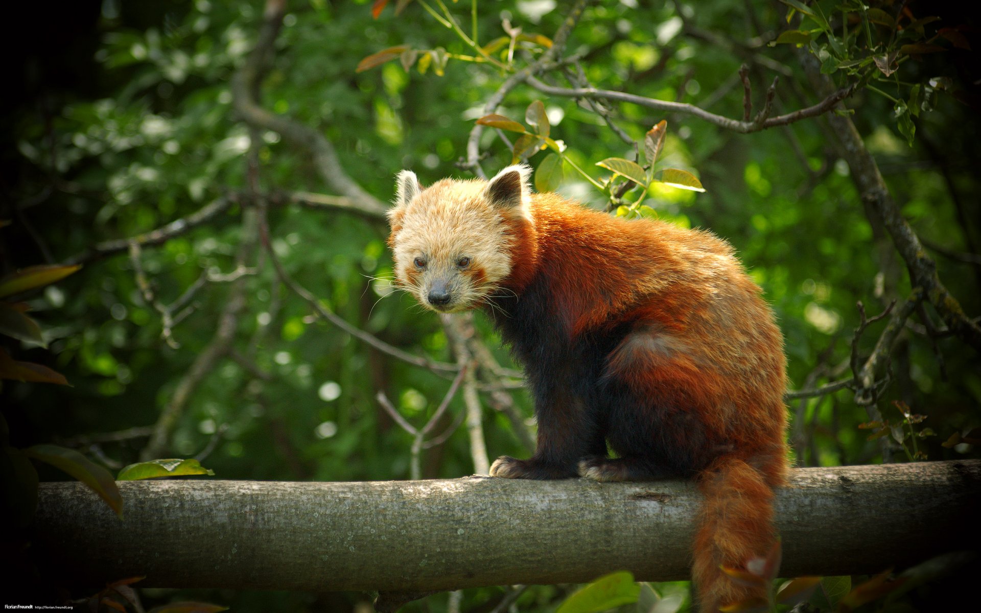 firefox panda rousse