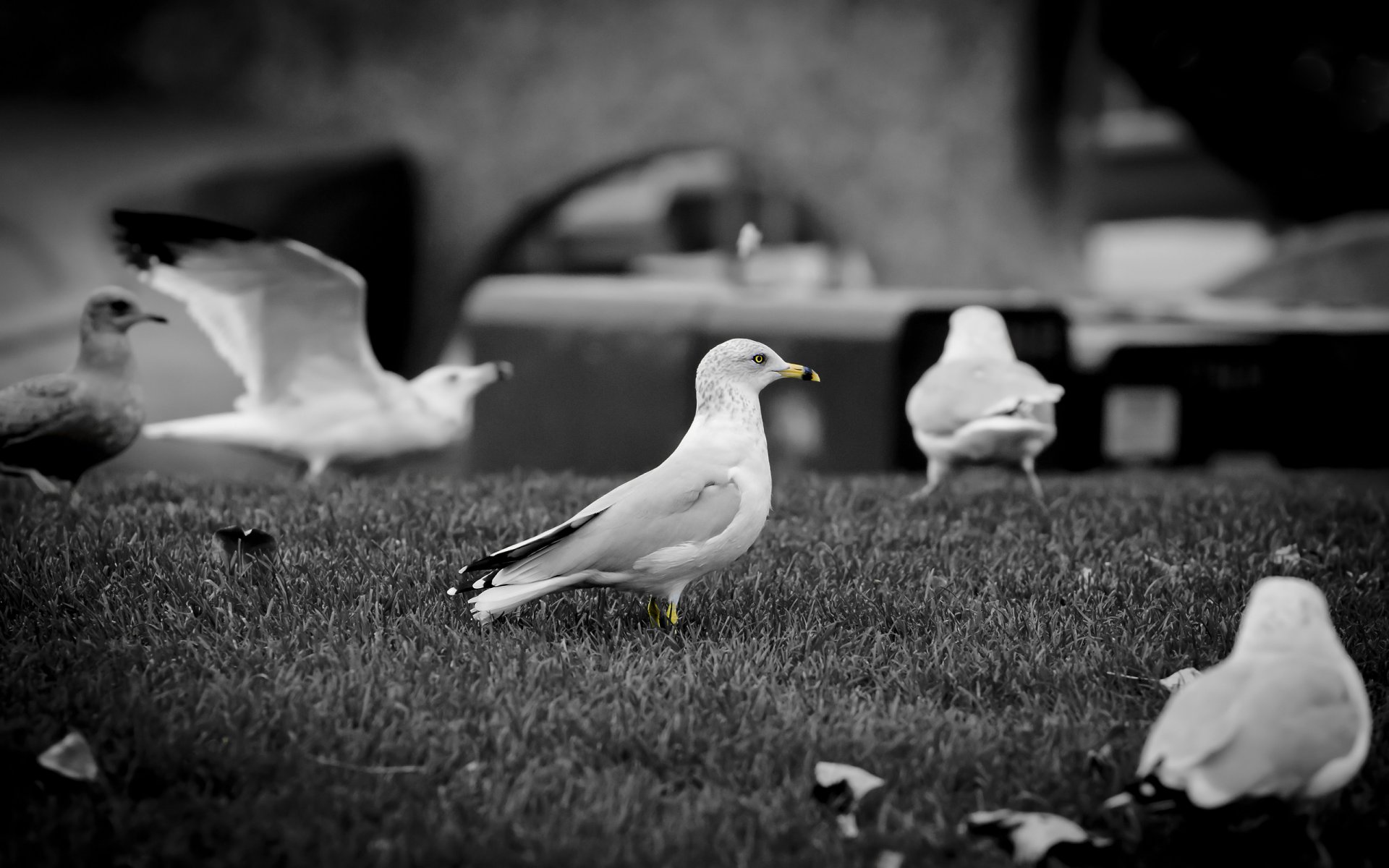 gulls beak b / w