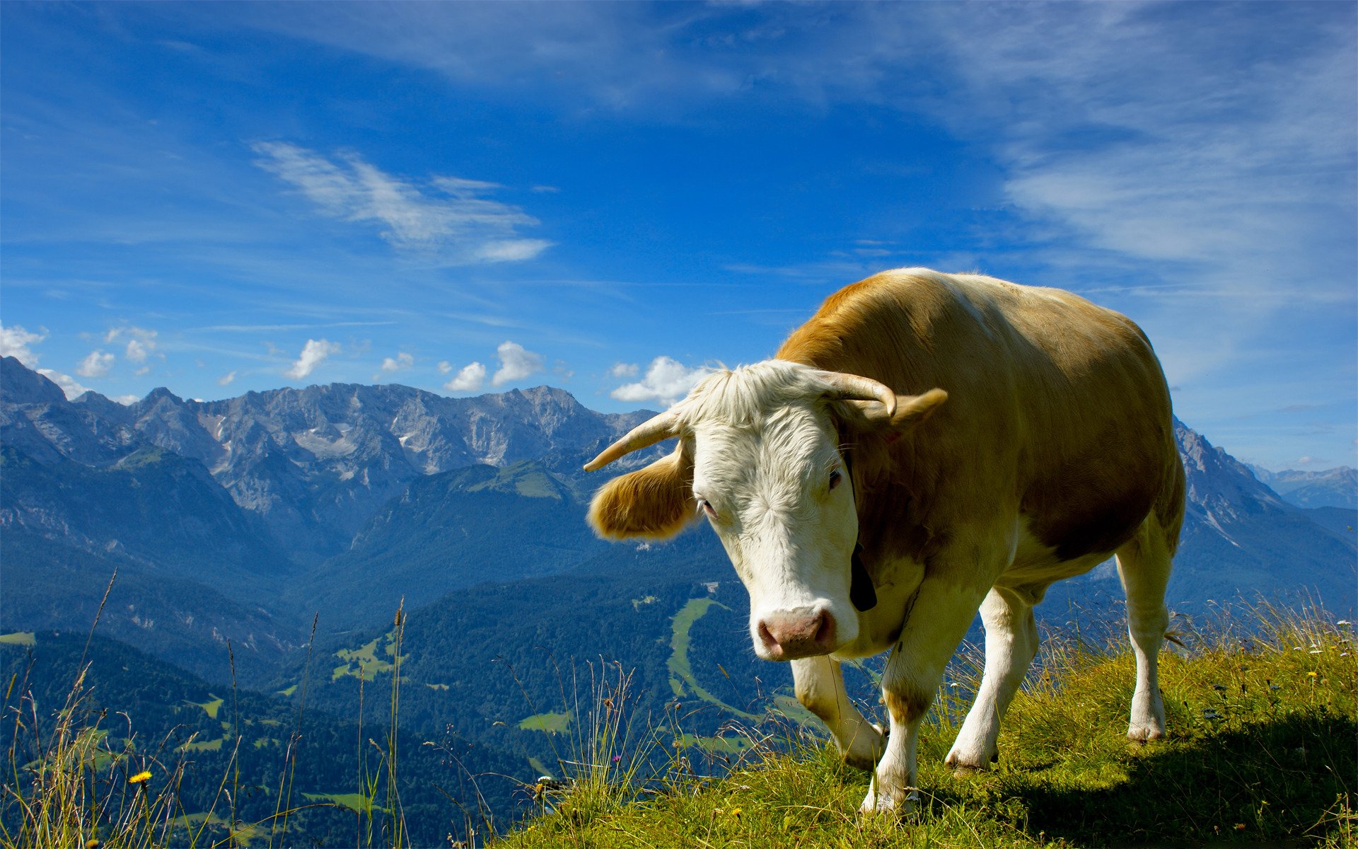 tiere kühe stiere berge gras tierfotos himmel blumen natur aussicht landschaften