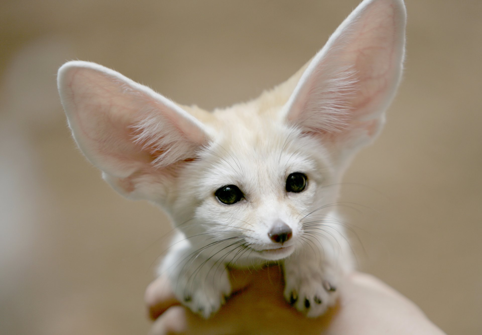 fenech face ears long-eared bat view