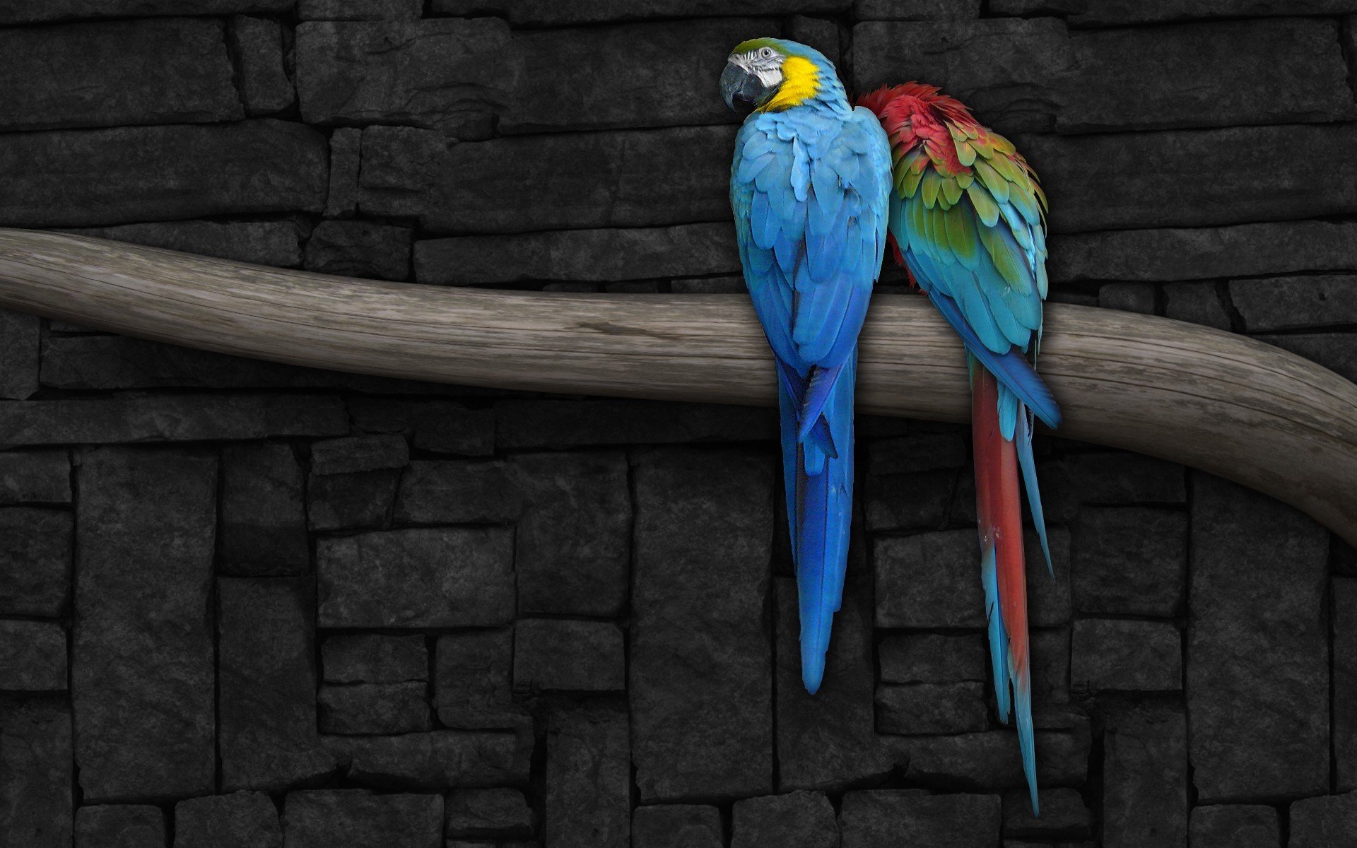 parrot branch wall picture