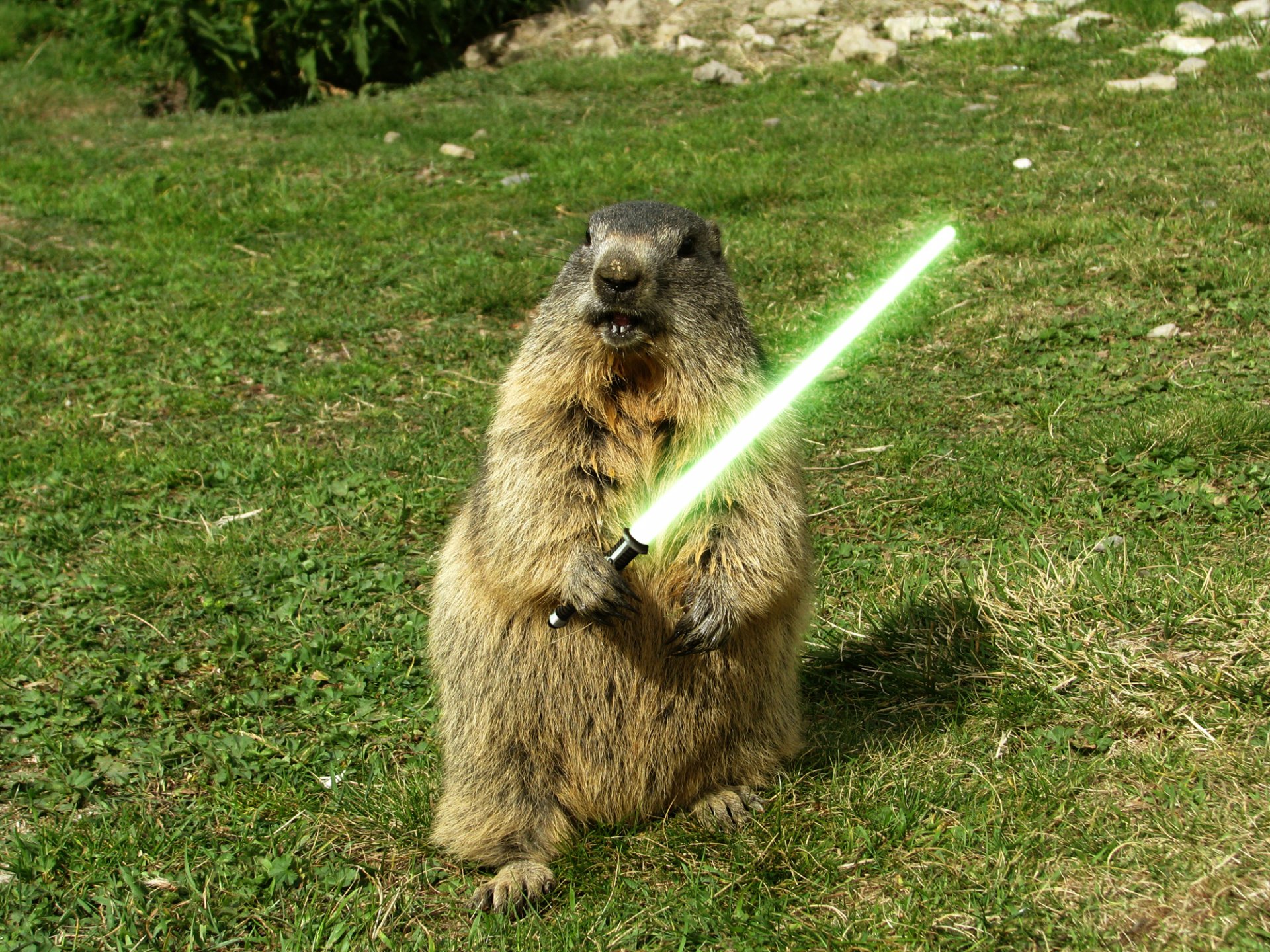 marmota espada verde hierba