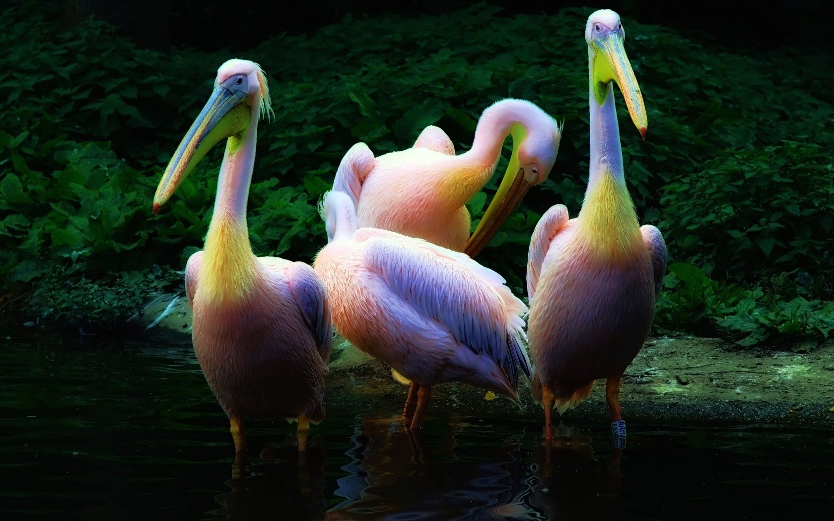 flock pelicans pink water