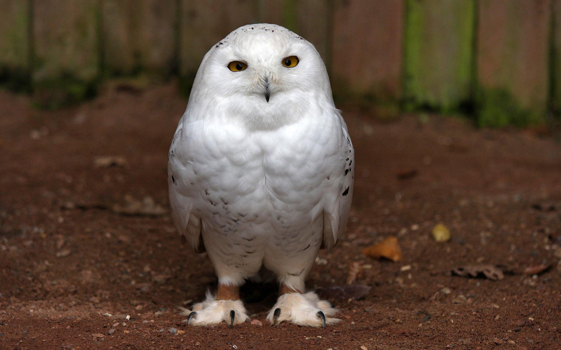 oiseau hibou terre