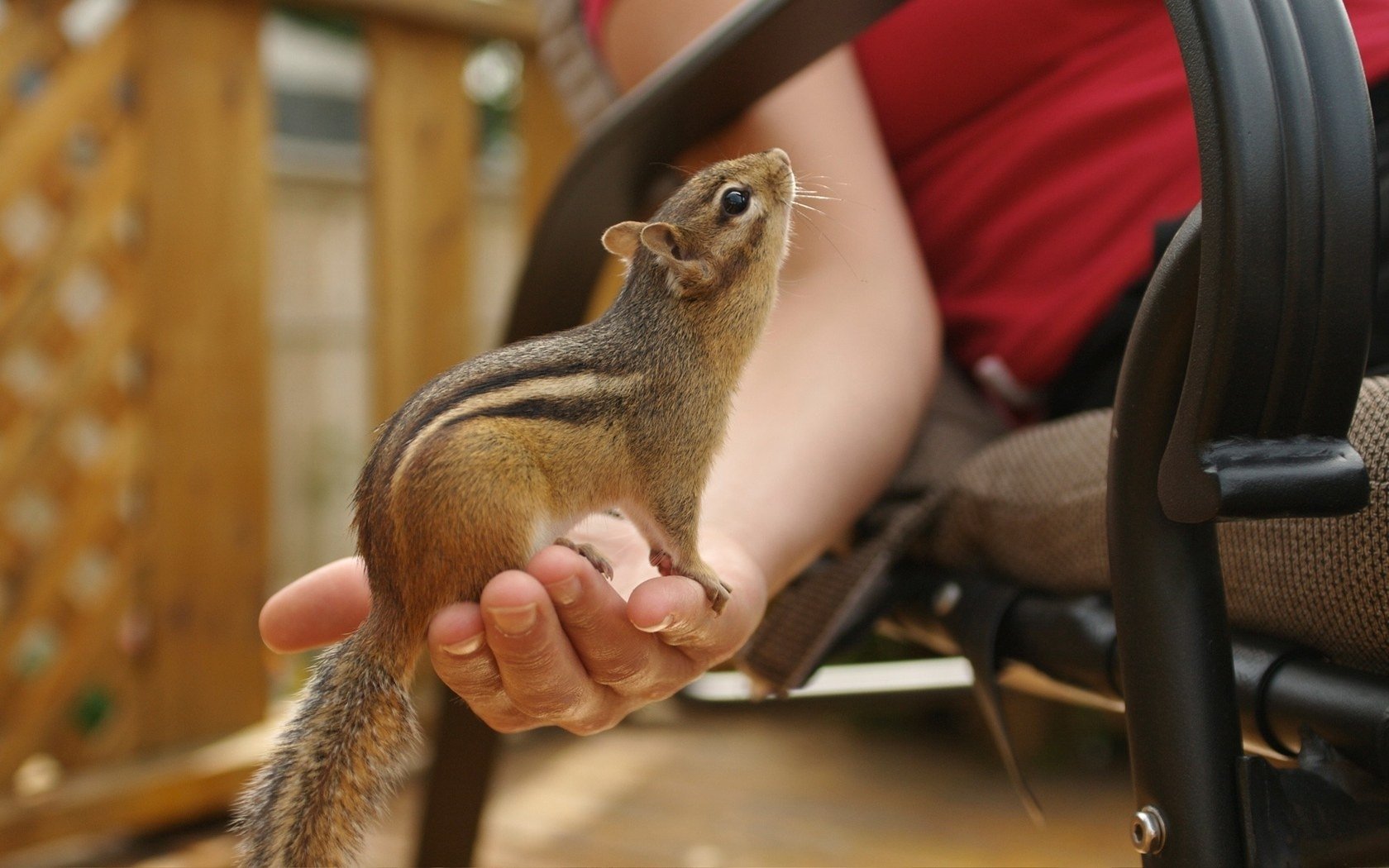 mano chipmunk occhi naso