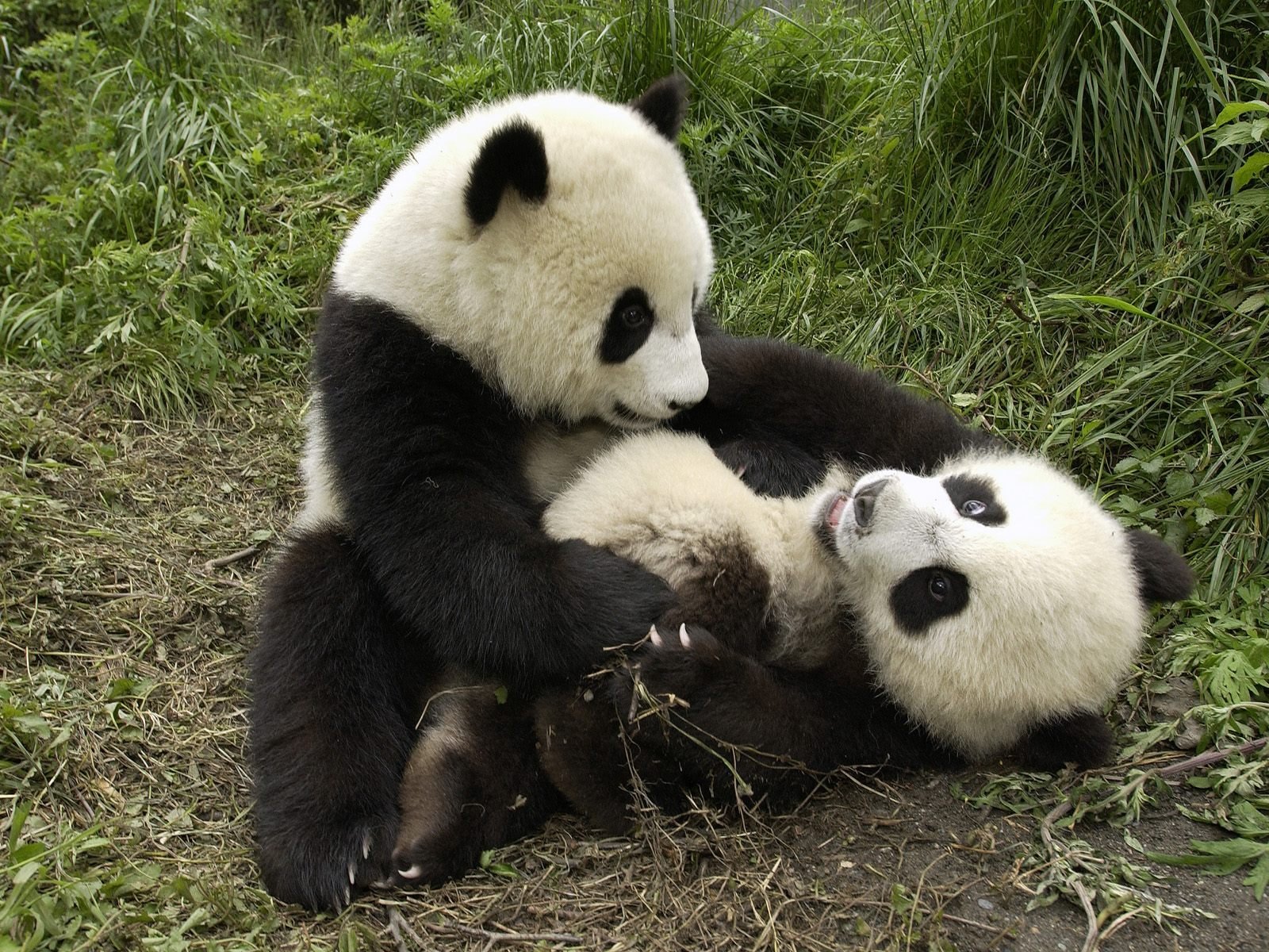 panda jeu tropiques