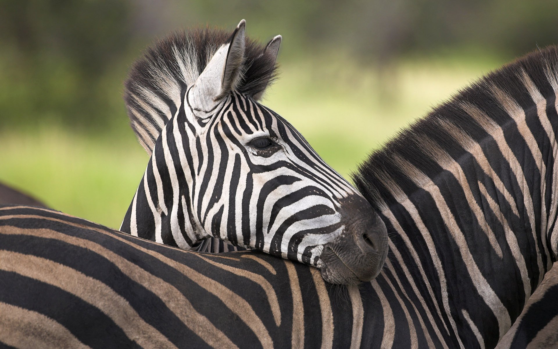 afrika zebra savanne