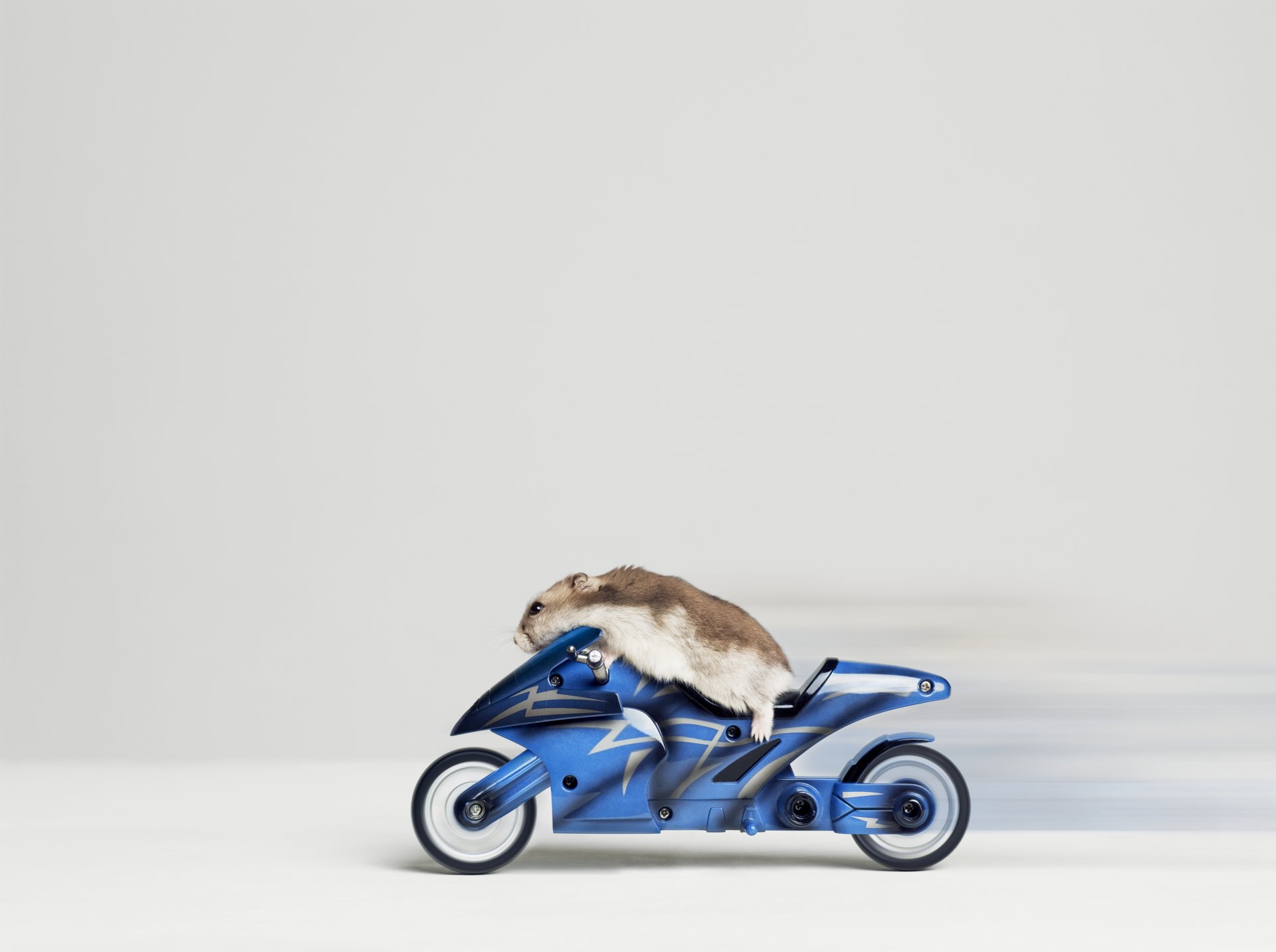 rider bike hamster